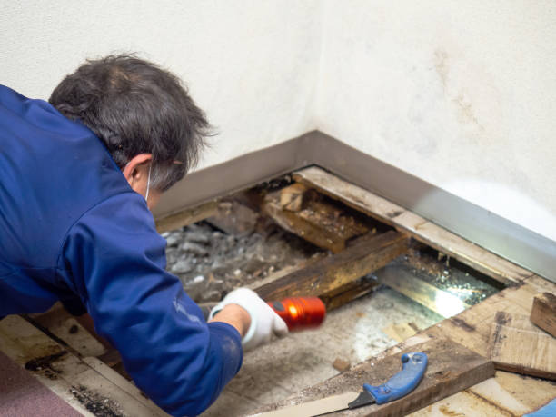 Best Insurance-Related Mold Remediation in Topeka, IN