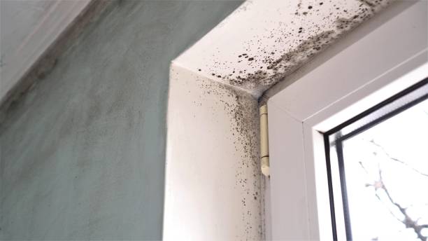 Reliable Topeka, IN Mold Remediation Solutions
