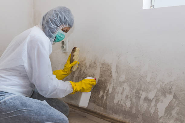 Best White Mold Remediation in Topeka, IN
