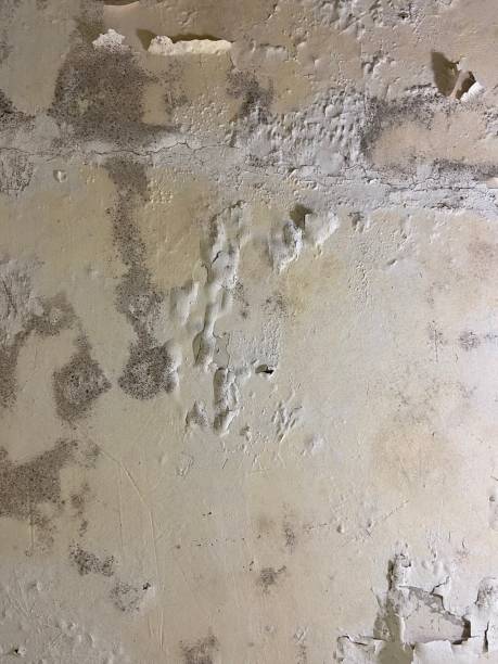 Best Bathroom Mold Remediation in Topeka, IN
