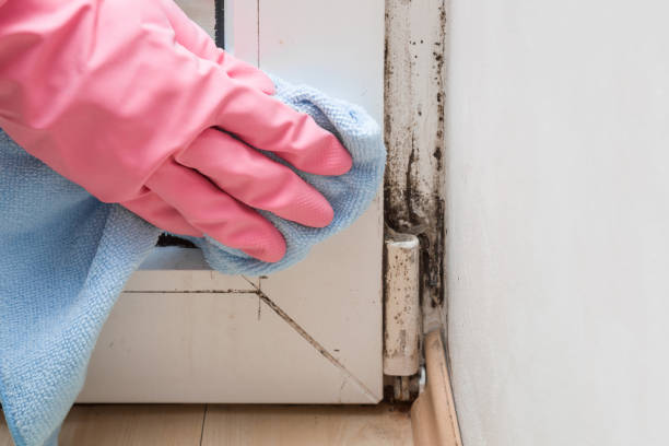 Best Health and Safety Mold Remediation in Topeka, IN